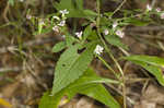 Calico aster